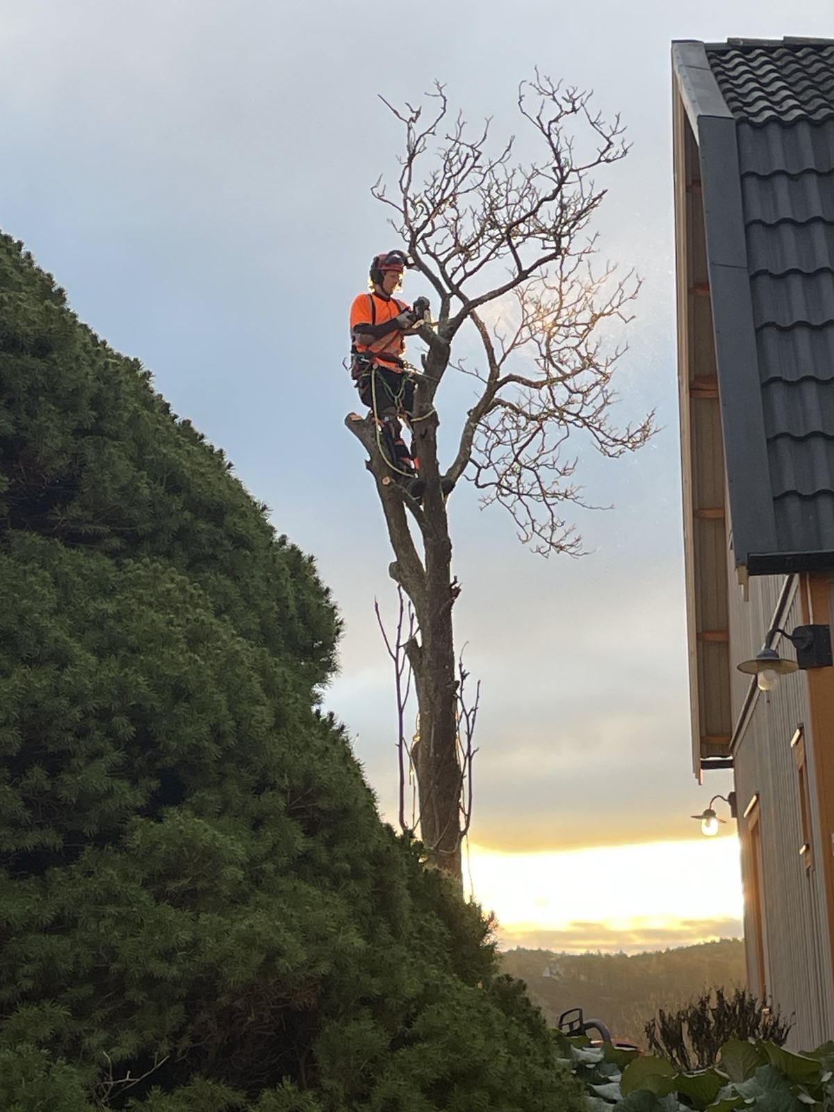 Arborist beskär ett högt träd med motorsåg vid solnedgång.