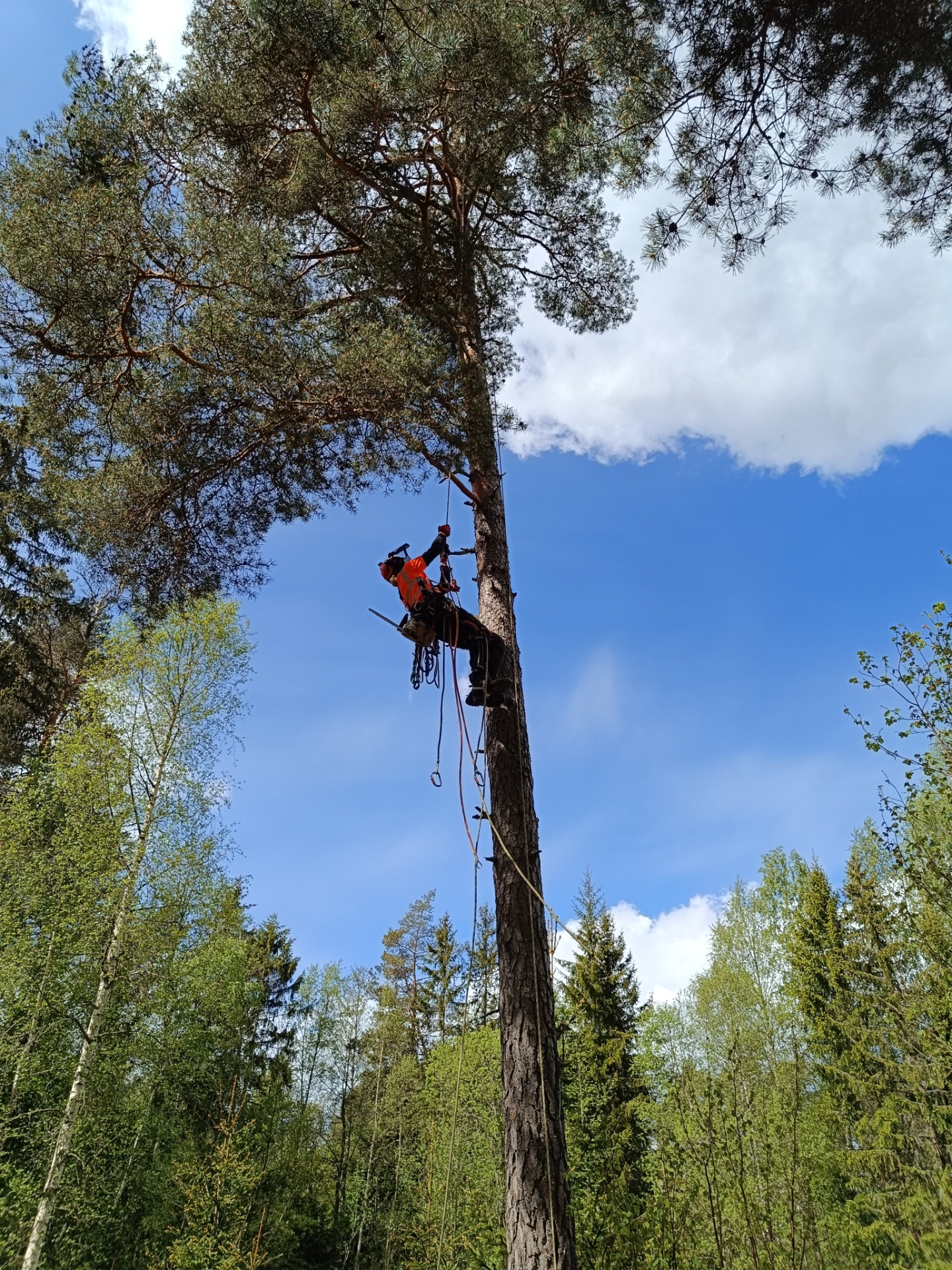 sektionsfällning med arborist som klättrar i hög trädstam med sele och verktyg, medan grenar syns mot blå himmel.